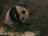 Panda 2